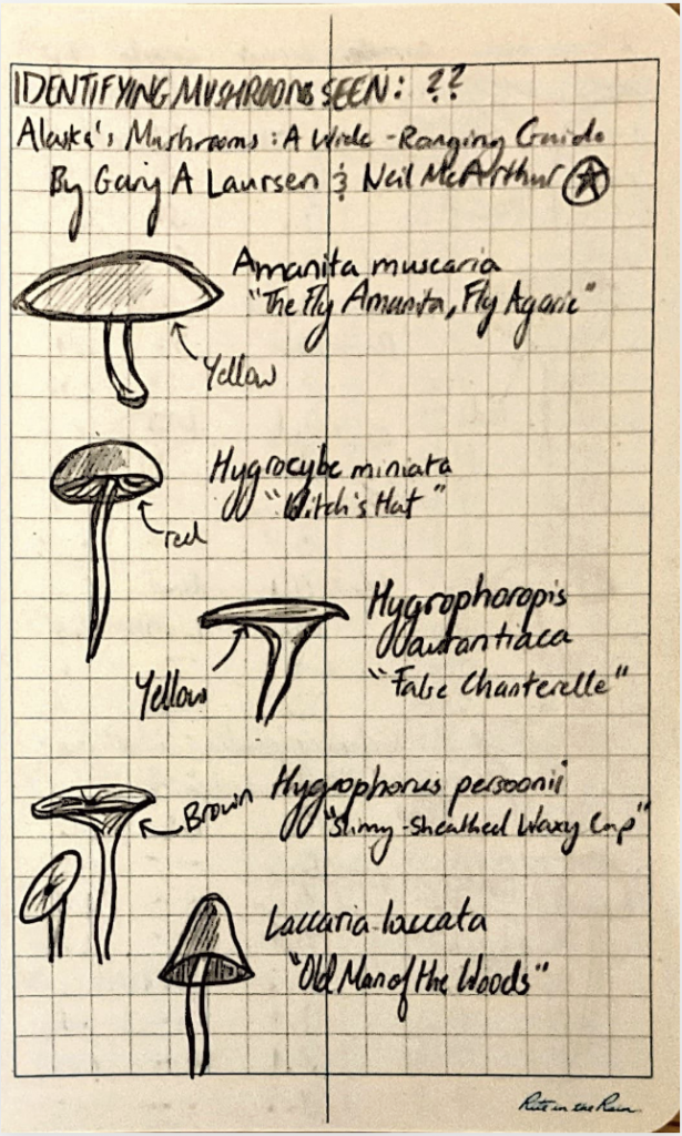 A notebook page containing hand-drawn sketches of different mushroom species, accompanied with some descriptive text.  